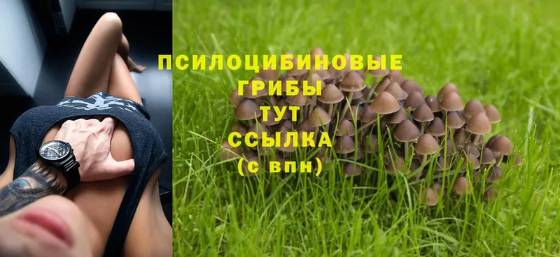 Галлюциногенные грибы Psilocybe  наркотики  Нестеровская 